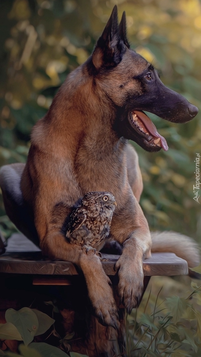 Owczarek belgijski malinois z sową pójdźką na ławce