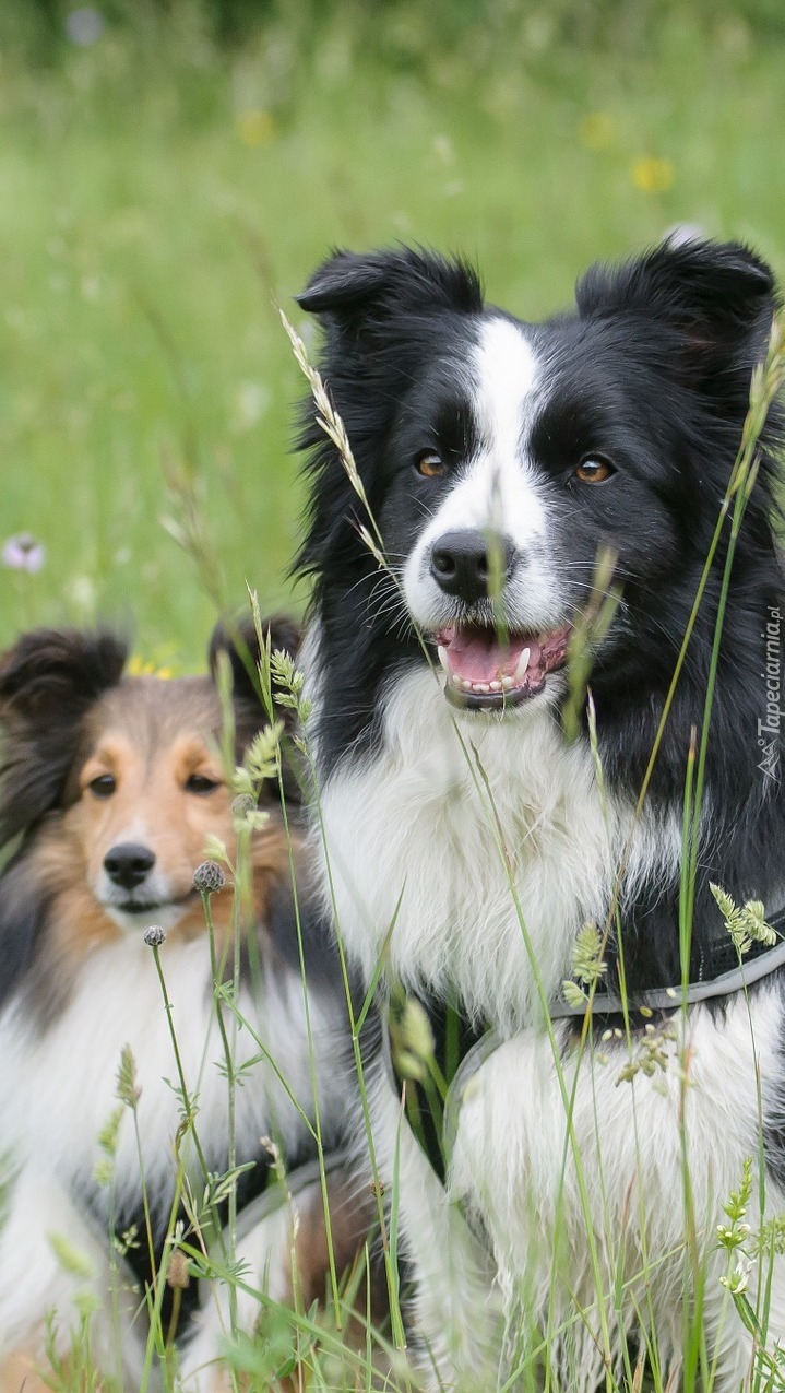 Owczarek szetlandzki i border collie