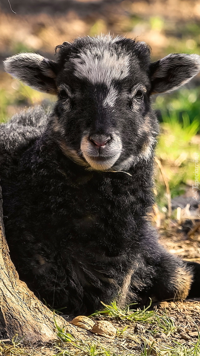 Owieczka