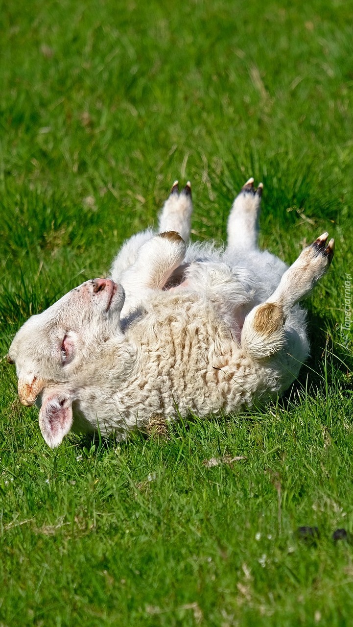 Owieczka leżąca na trawie
