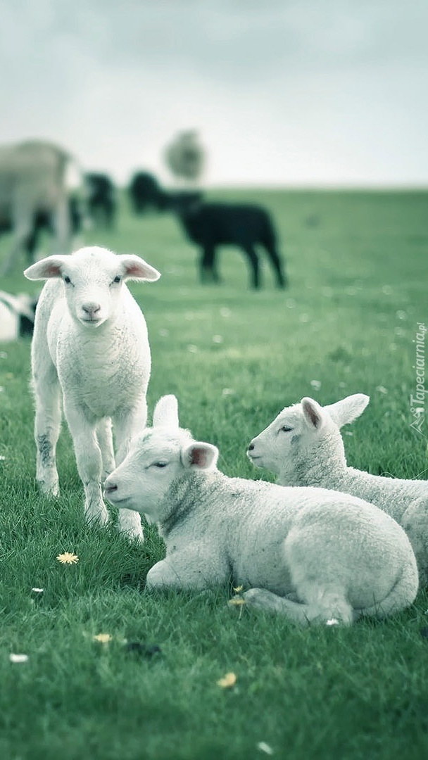 Owieczki na trawie