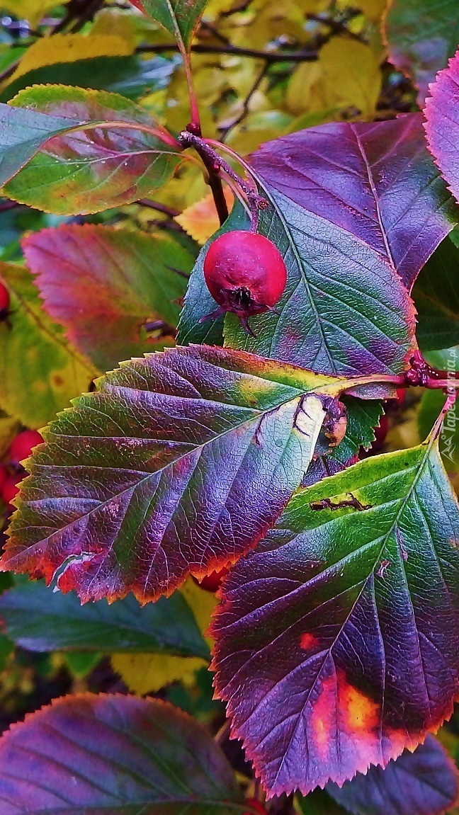 Owoc głogu na tle kolorowych liści