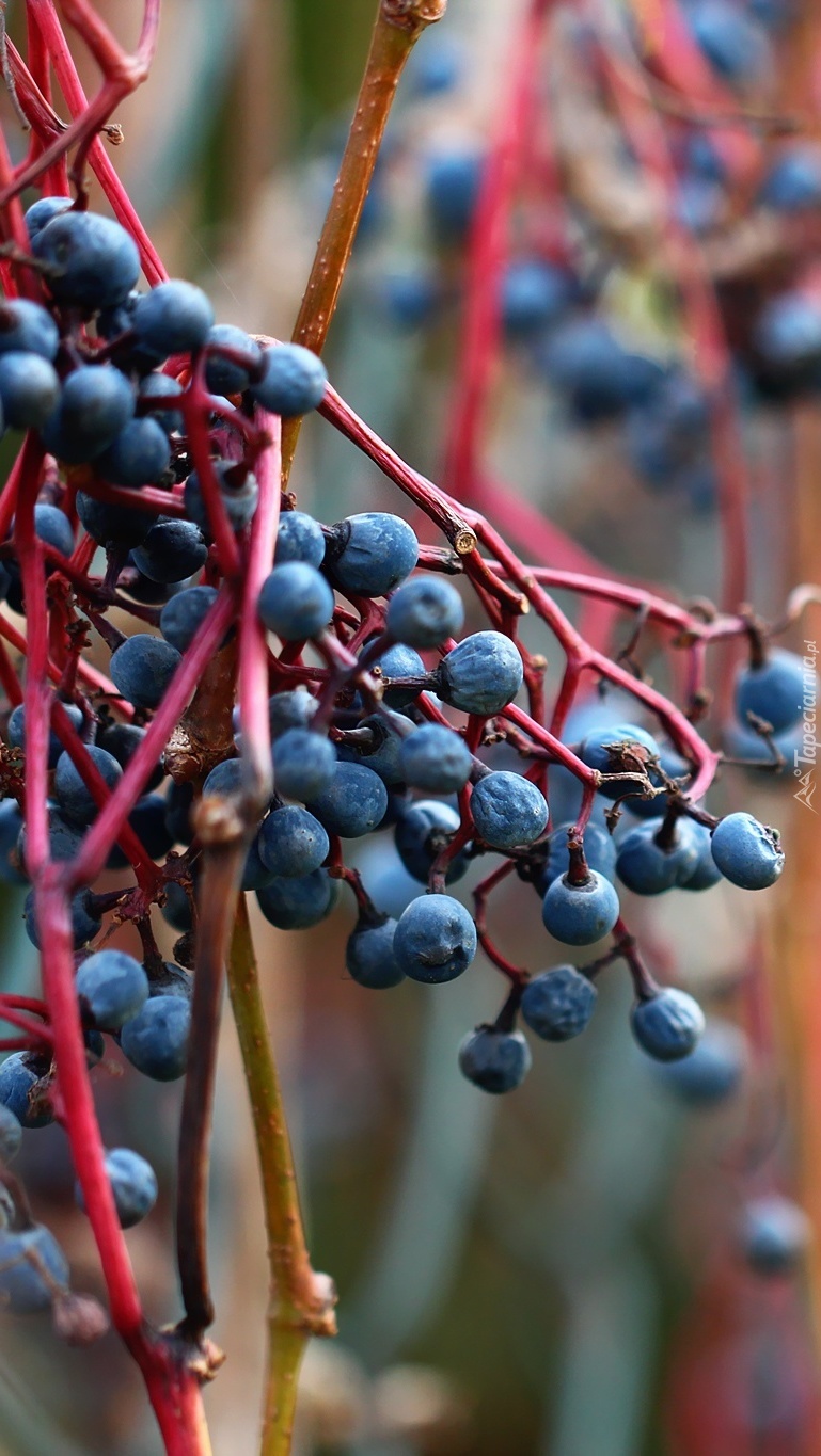 Owoce dzikiego wina na gałązkach