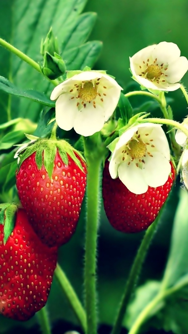 Owoce i kwiaty truskawki