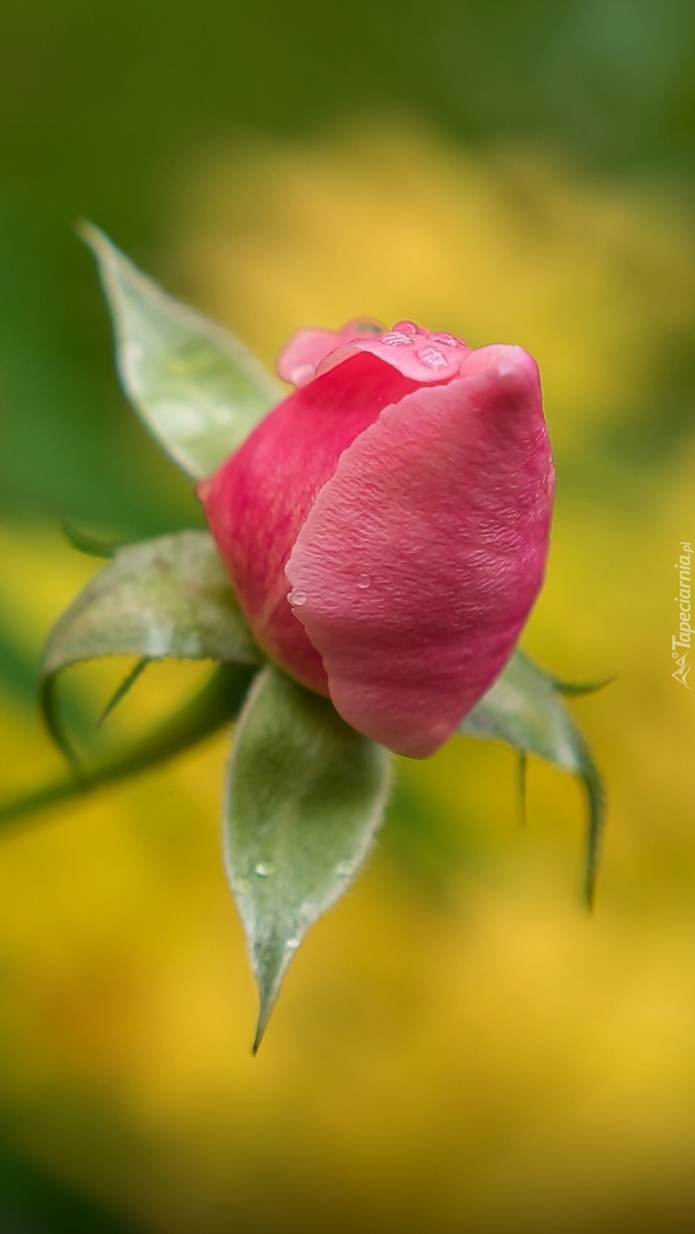 Pączek różowej róży