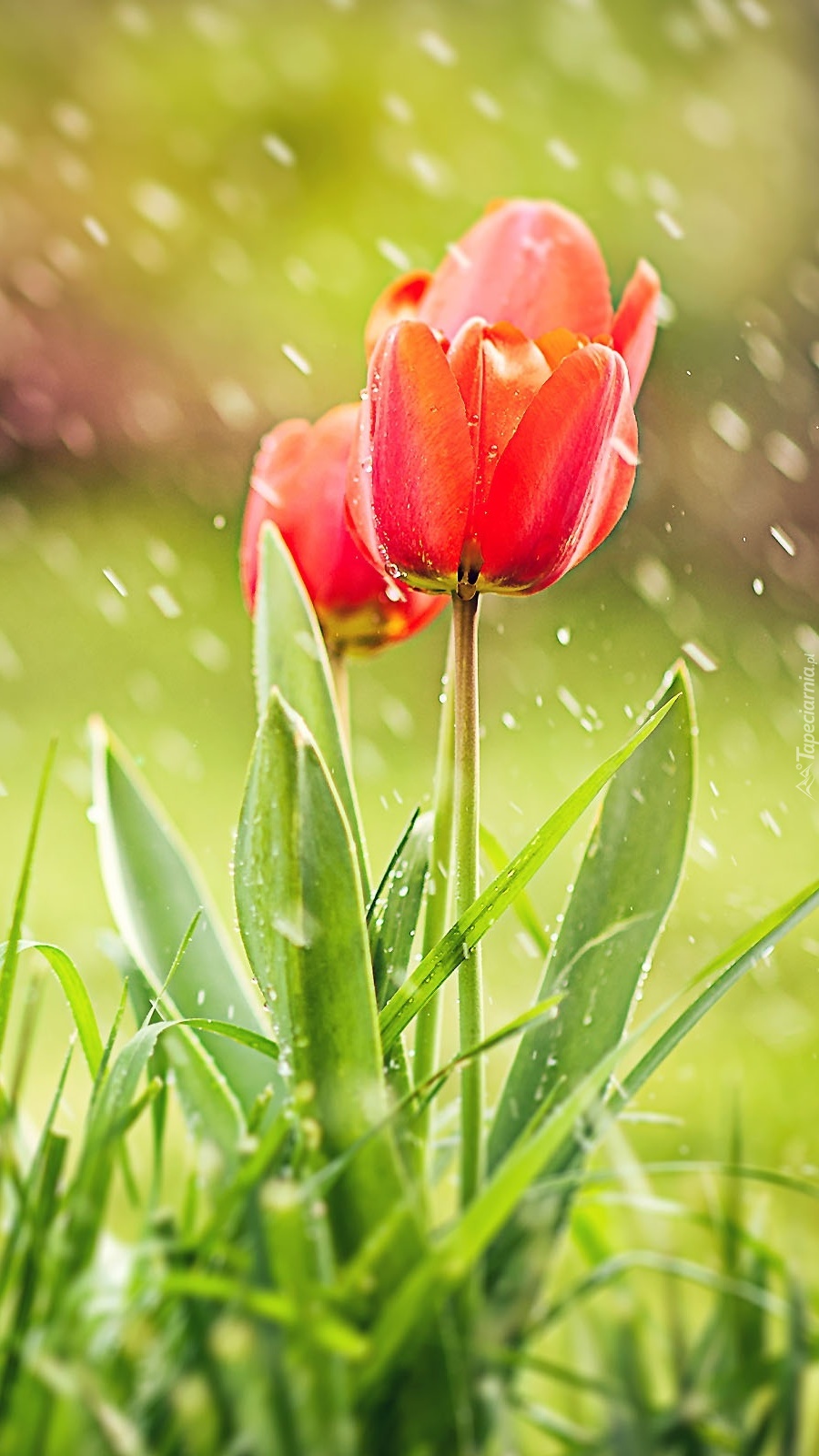 Pada deszcz mokną tulipany