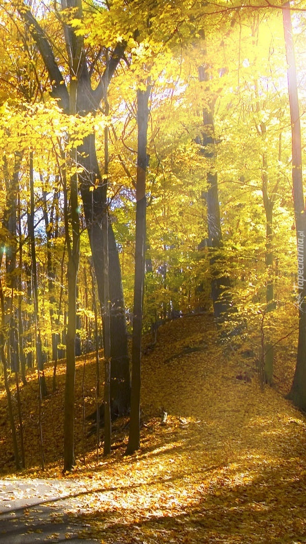 Pagórek obsypany żółtymi jesiennymi liśćmi