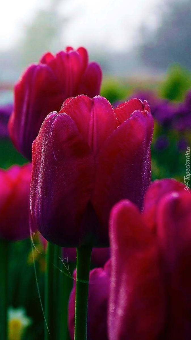 Pajęczyna na bordowych tulipanach
