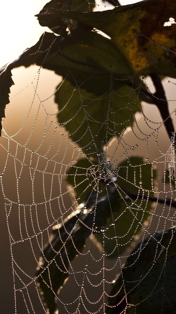 Pajęczyna na jesiennym liściu w makro