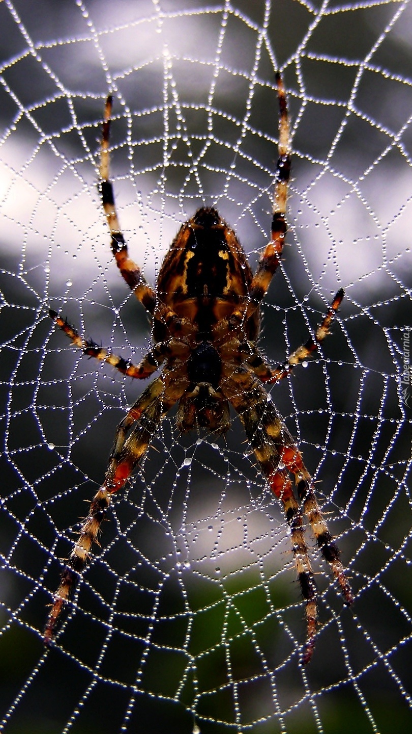 Pajęczyna pająka krzyżaka w kroplach