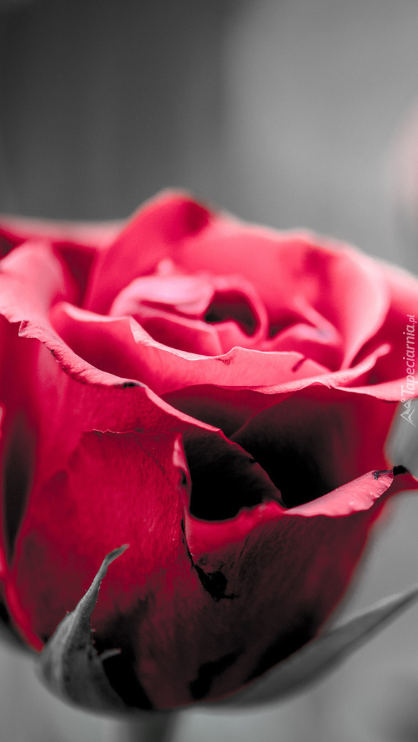 Pąk czerwonej róży