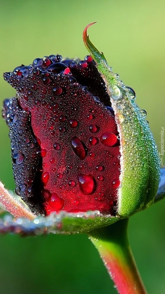 Pąk czerwonej róży w kroplach wody