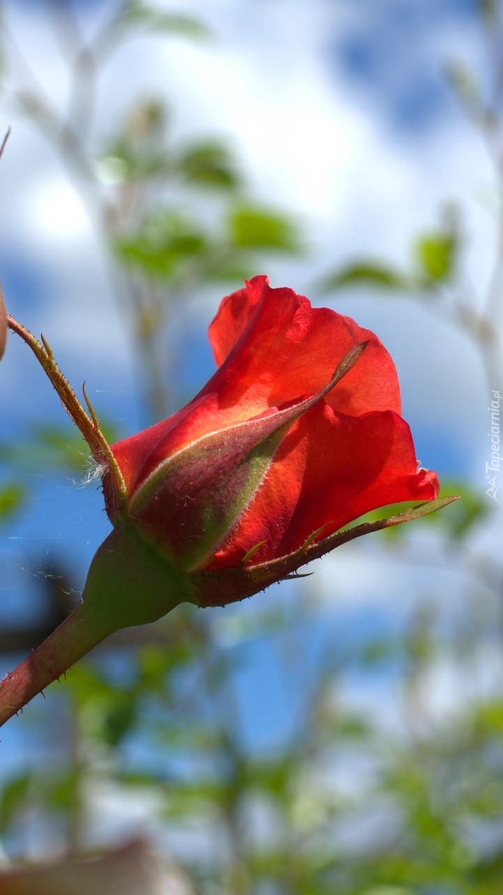 Pąk czerwonej róży