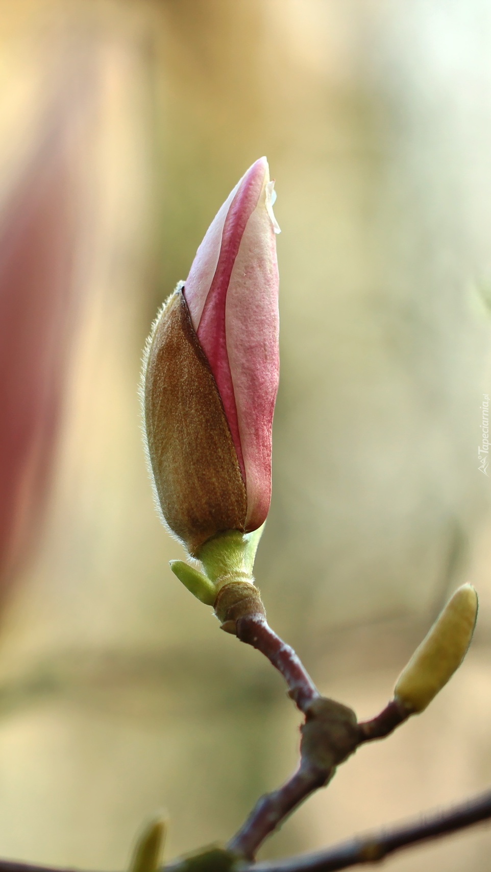 Pąk magnolii