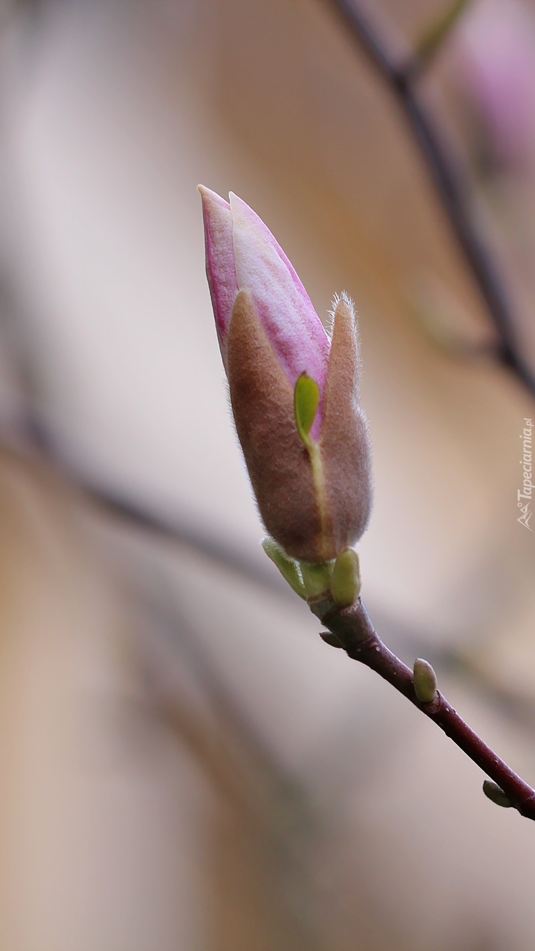 Pąk magnolii