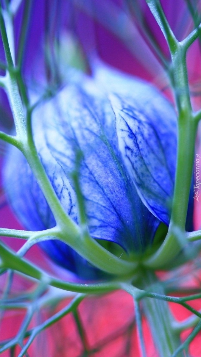 Pąk niebieskiego kwiatu