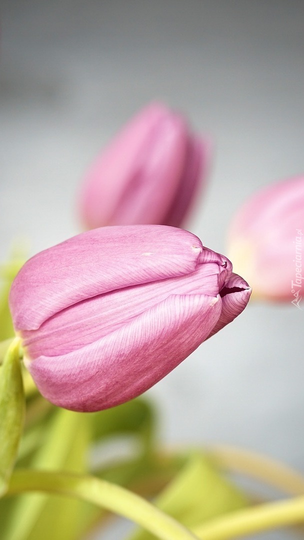 Pąk różowego tulipana