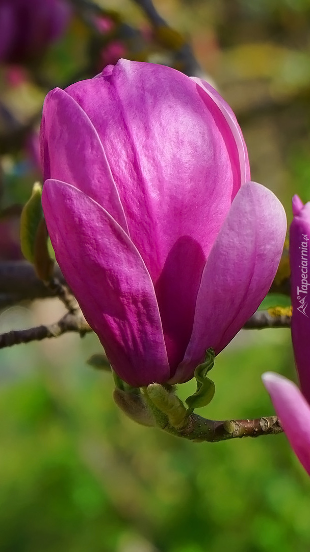 Pąk różowej magnolii