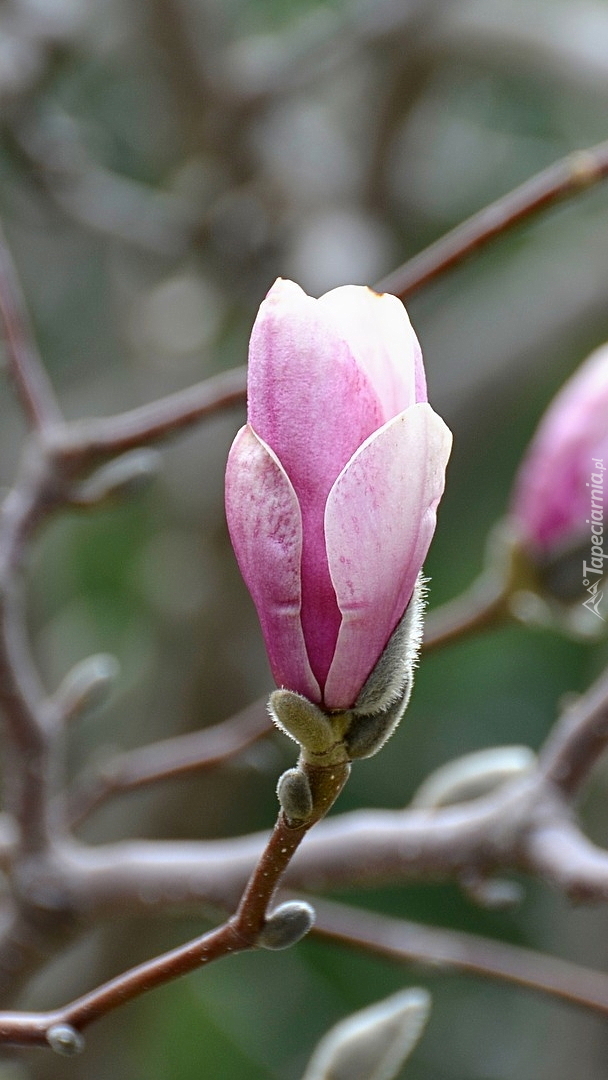 Pąk różowej magnolii