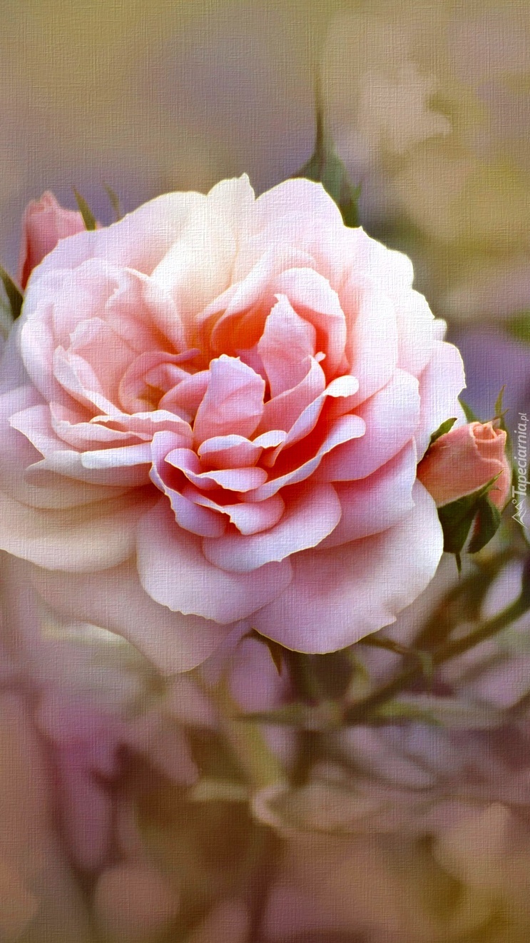 Pąk wtulony w piękną różę
