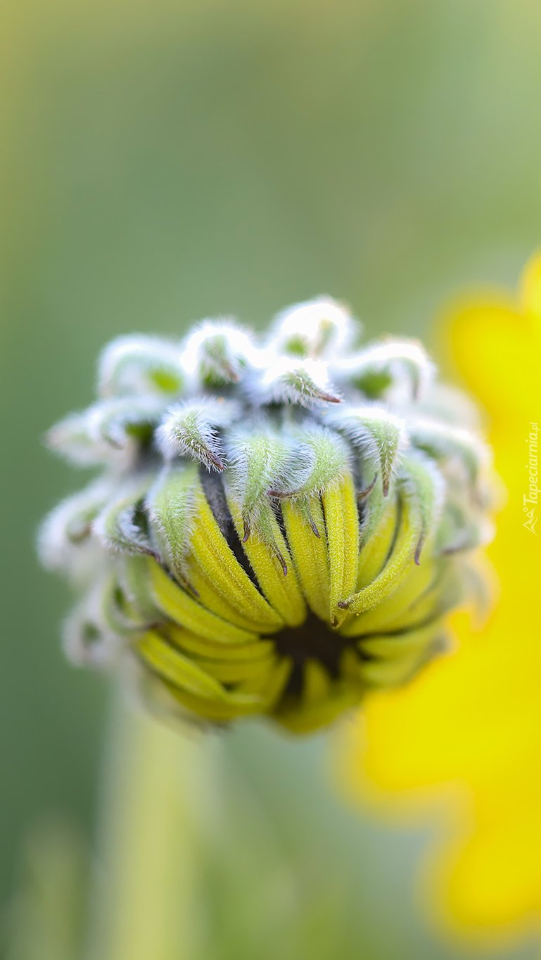 Pąk żółtego kwiatu