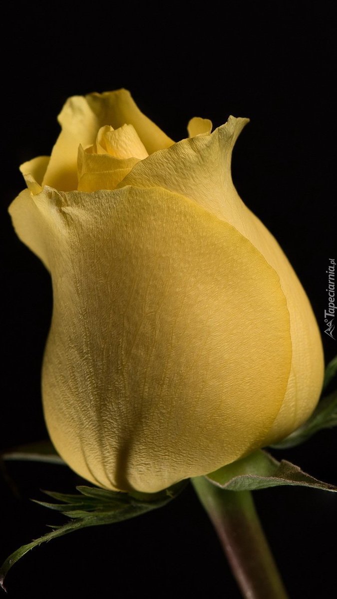 Pąk żółtej róży