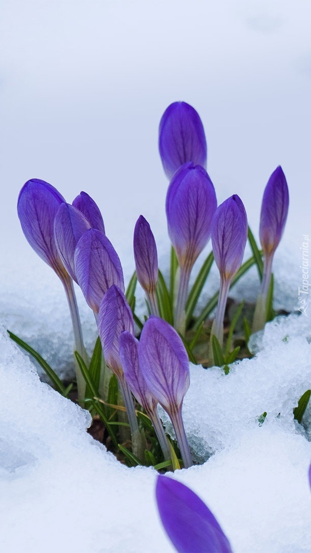 Pąki fioletowych krokusów w śniegu