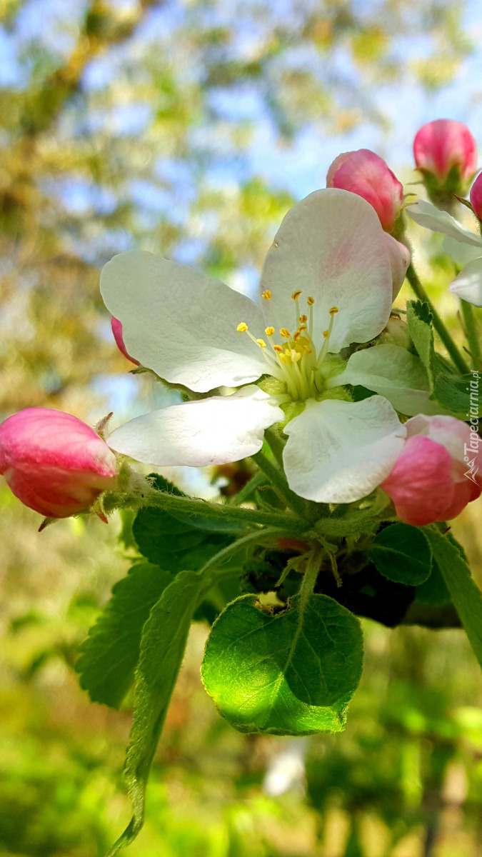 Pąki i kwiat jabłoni