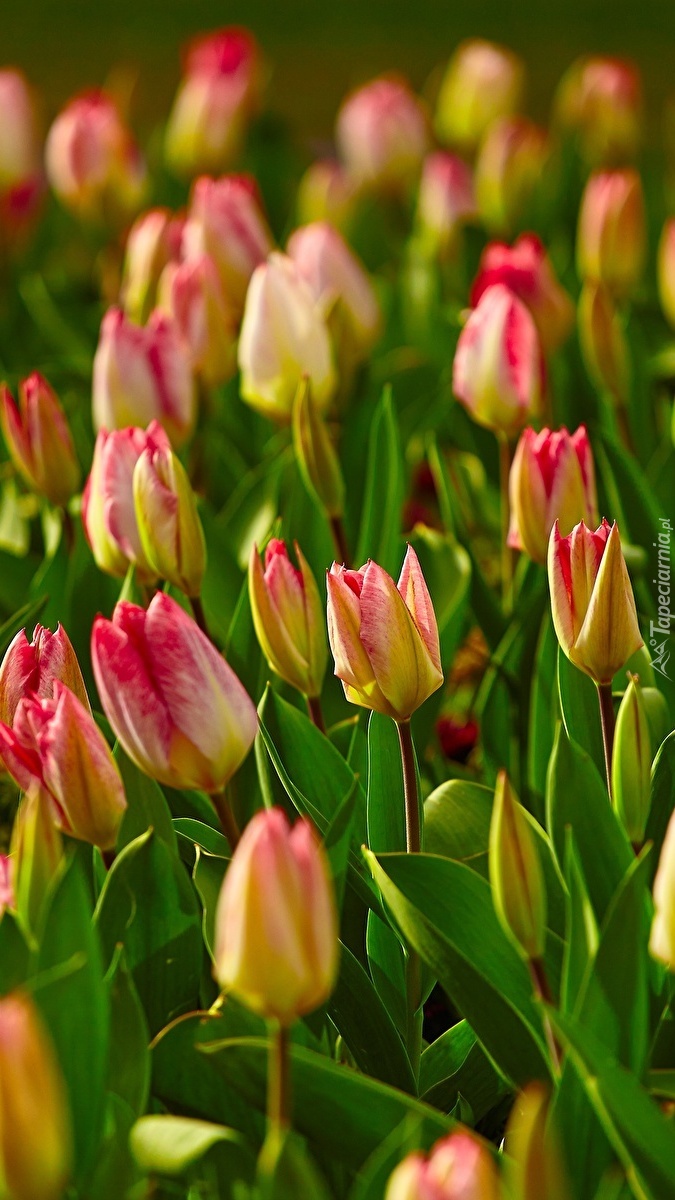 Pąki kolorowych tulipanów