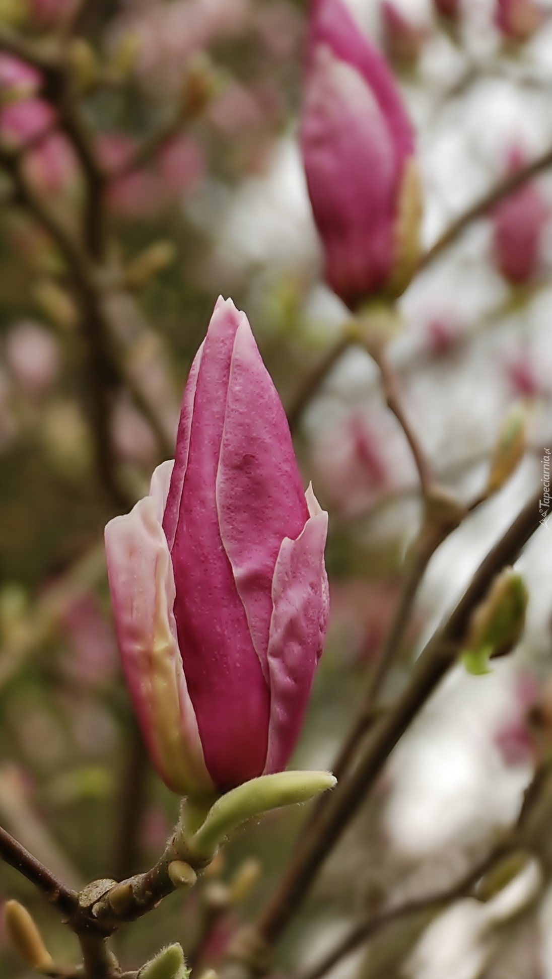 Pąki kwiatów różowej magnolii