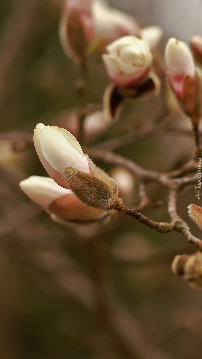 Pąki magnolii