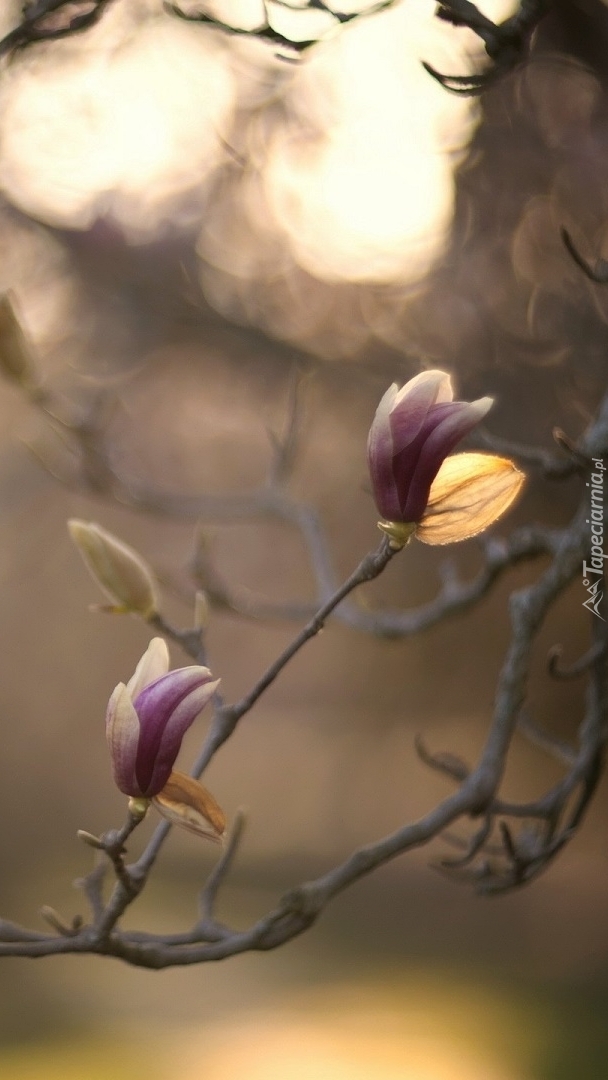 Pąki magnolii