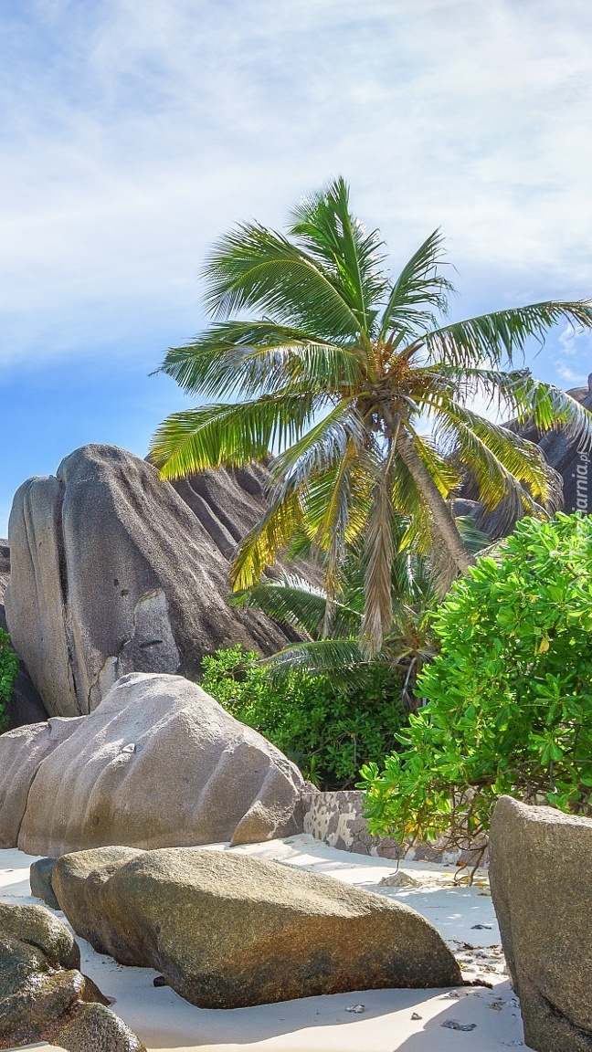 Palma kokosowa i drzewa wśród skał