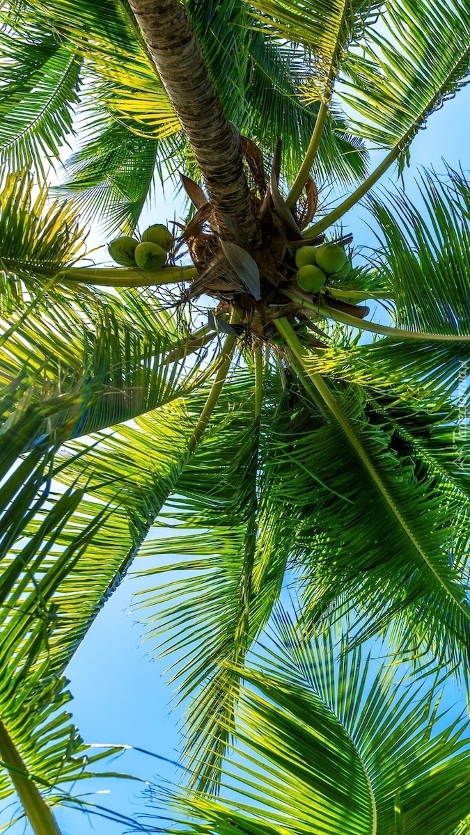 Palma kokosowa na tle nieba