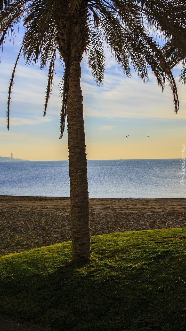 Palma na plaży