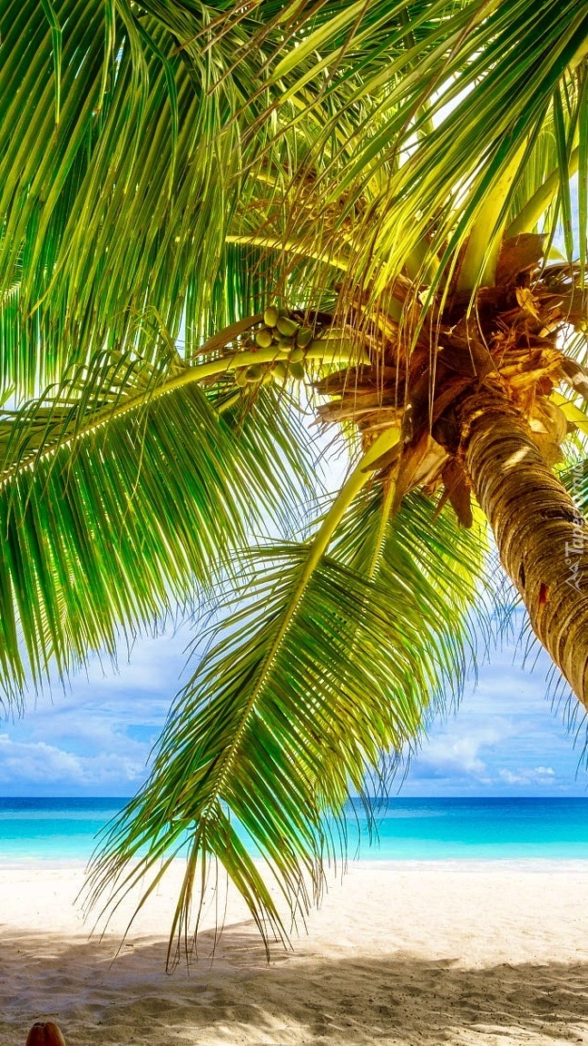 Palma pochylona nad morską plażą