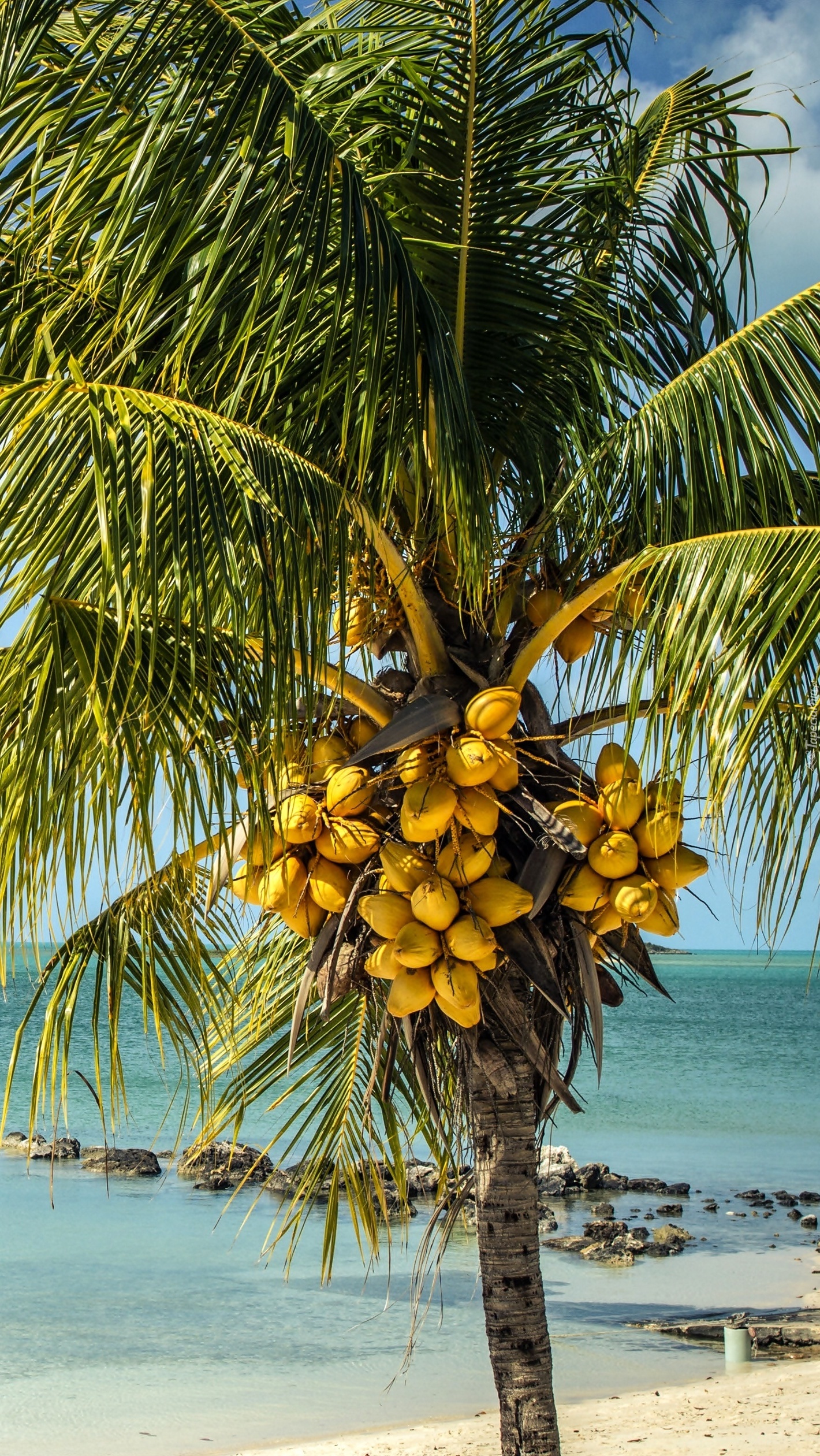 Palma z owocami nad morską plażą