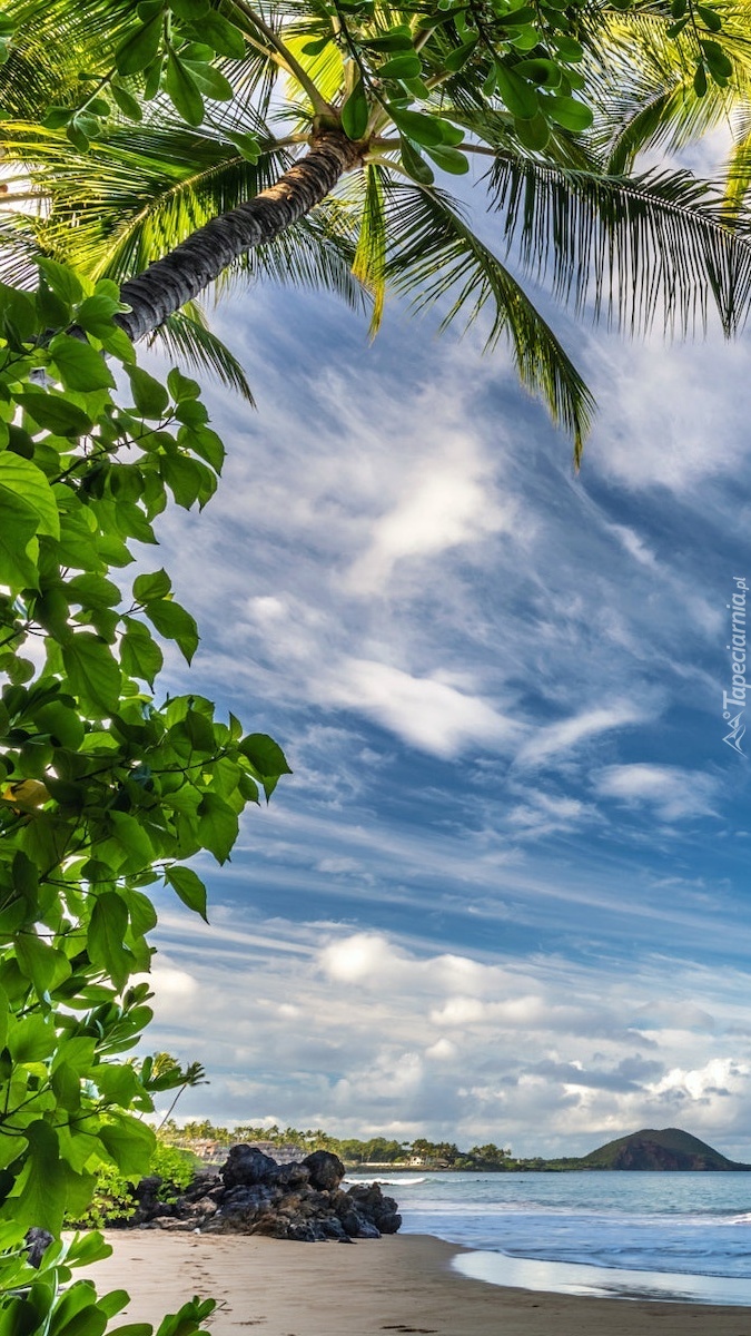 Palmy i plaża na wyspie Maui