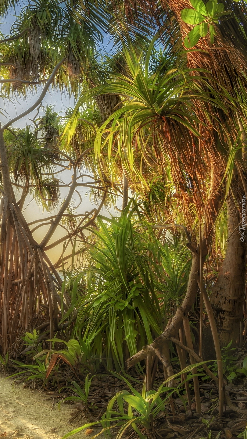 Palmy i tropikalna roślinność