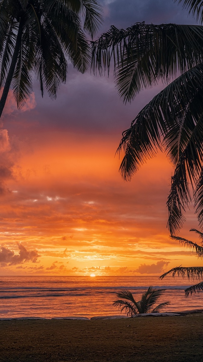 Palmy i zachód słońca nad morzem