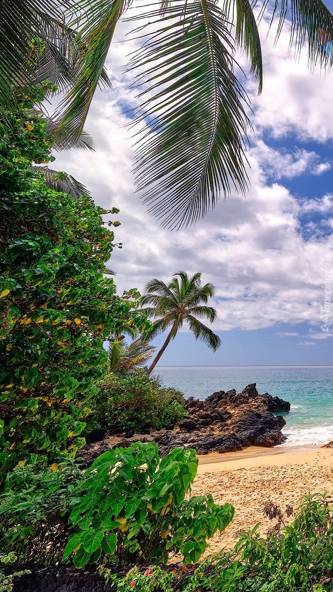 Palmy na plaży na wyspie Maui