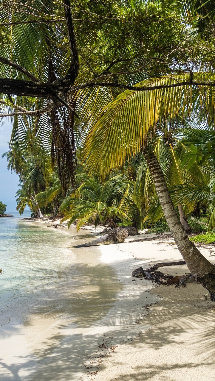 Palmy na plaży w Panamie