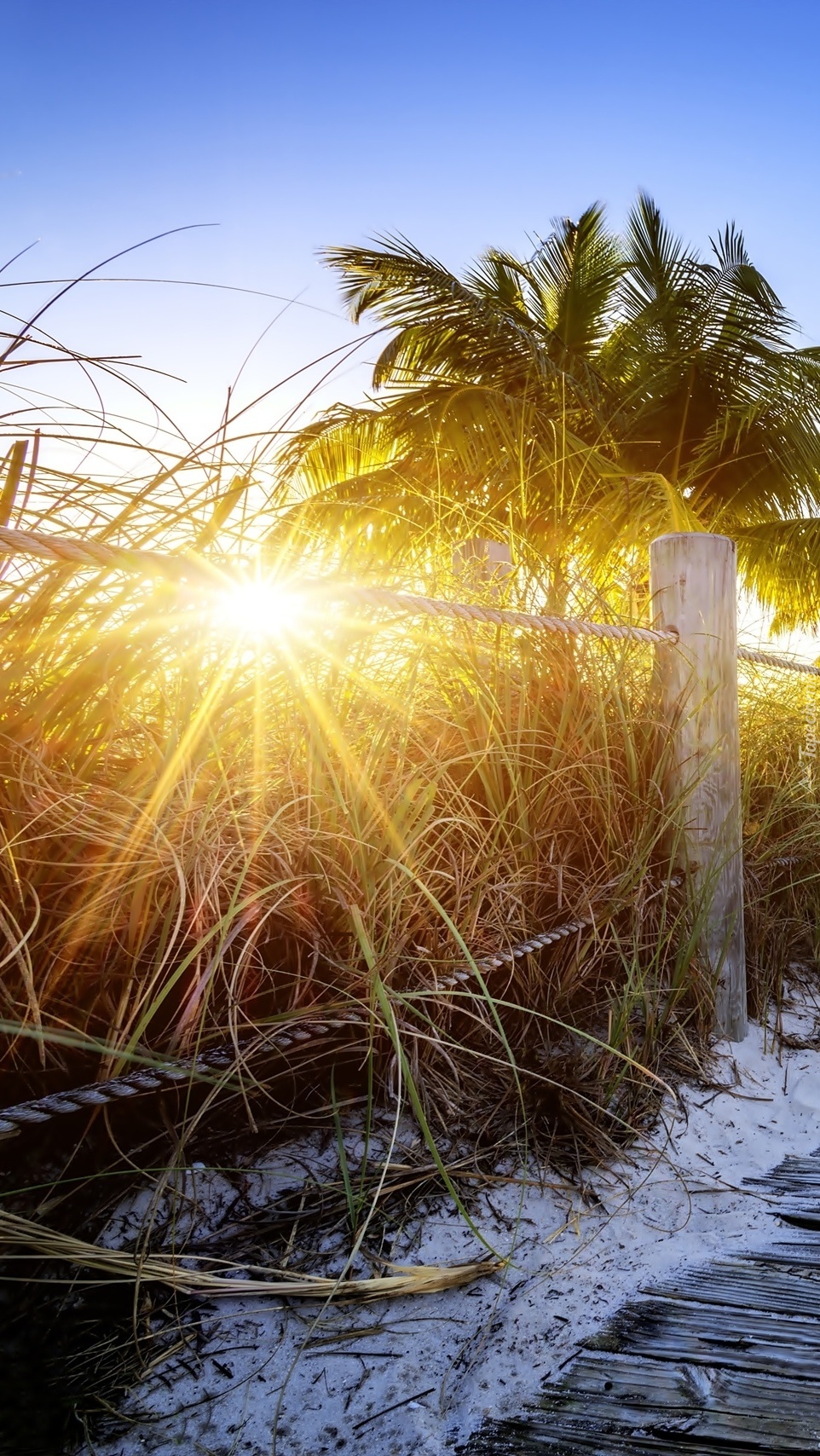 Palmy na plaży w promieniach słońca
