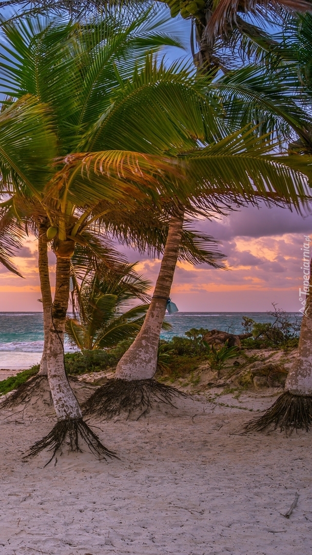 Palmy na plaży w Tulum