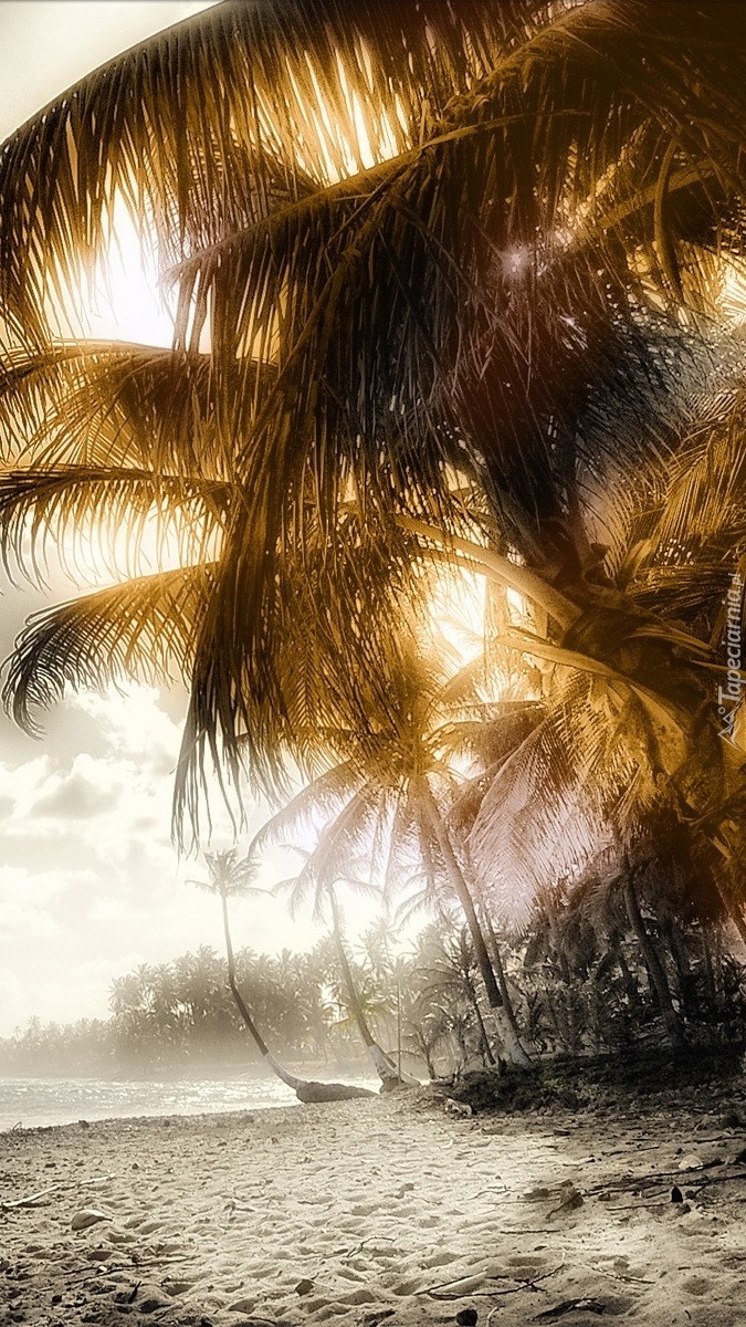 Palmy na plaży