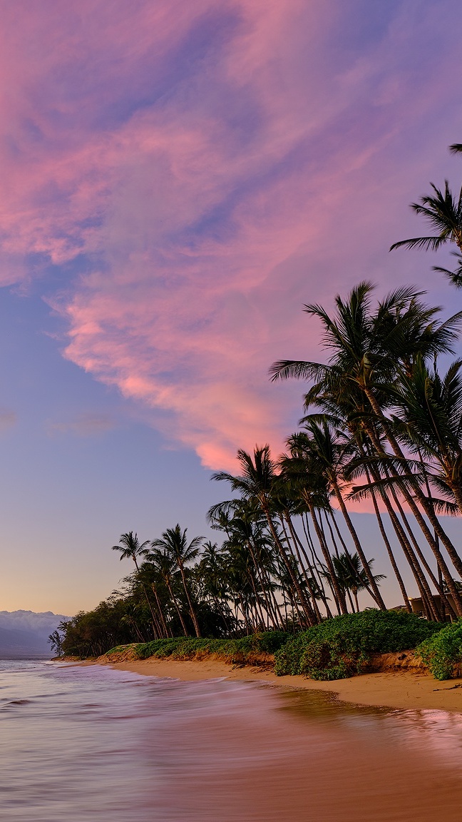 Palmy na wybrzeżu wyspy Maui pod zaróżowionym niebem