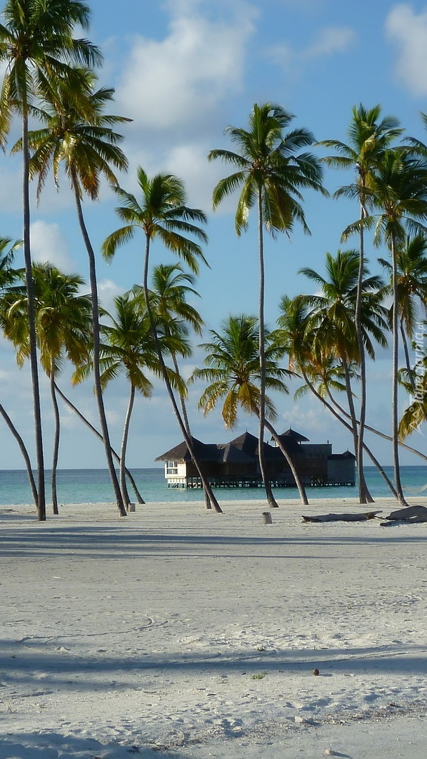 Palmy nad brzegiem plaży