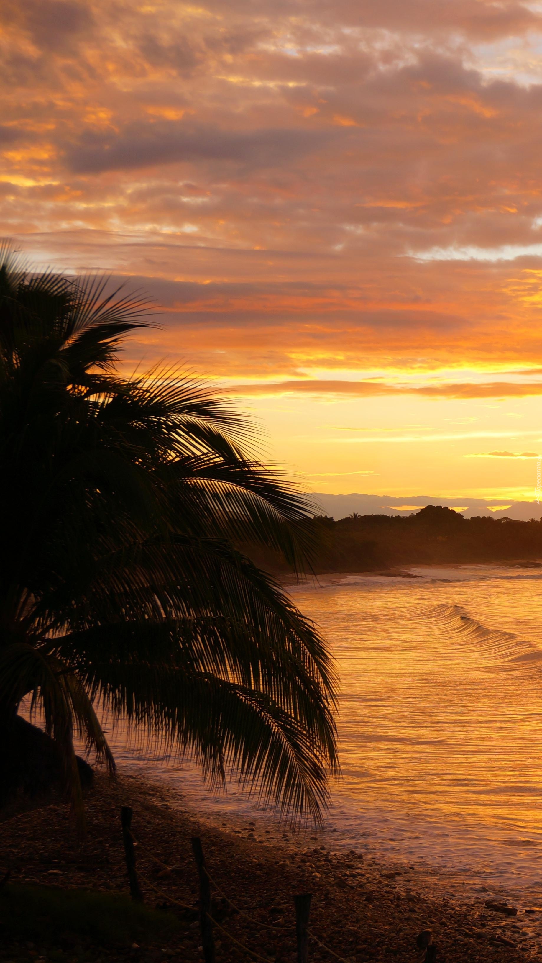 Palmy nad morzem o zachodzie słońca