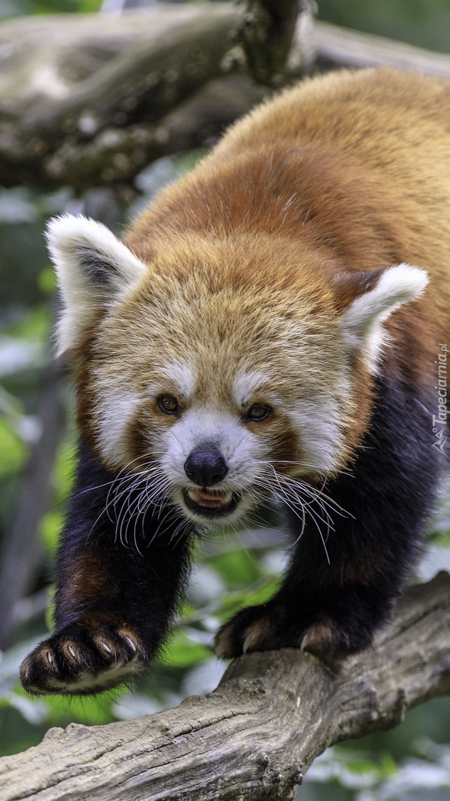 Panda czerwona na gałęzi