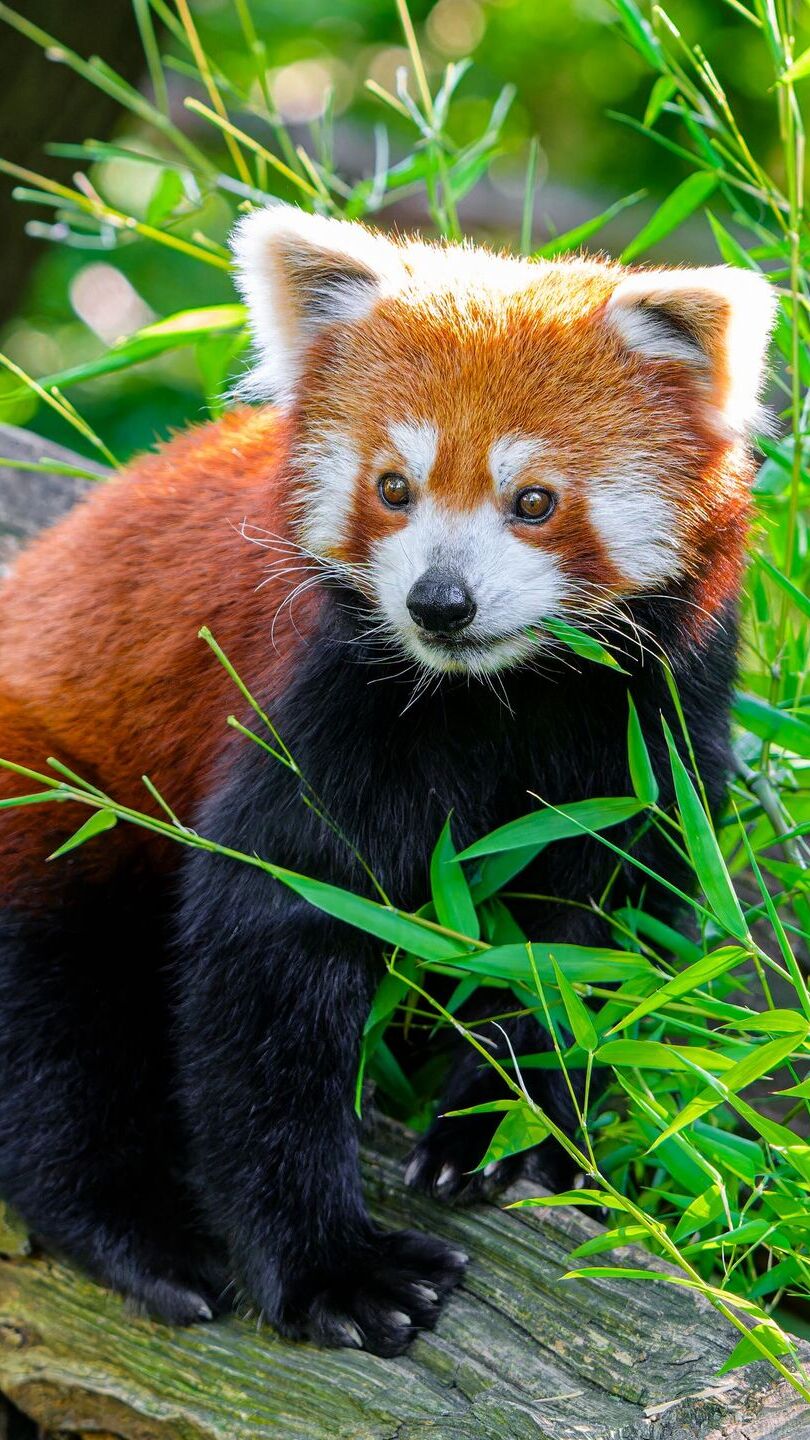 Pandka ruda obok liści